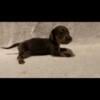 Isabella female dachshund puppy