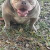 Luna available American bully