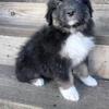 1 Male LEFT!  AKC Australian Shepherd Puppy Black-Tri