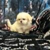 Maltese puppy ! 800.00