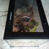 Habitat 50 gallon terrarium Aquarium for sale