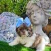 Shih Tzu hypoallergenic puppies