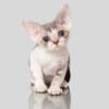 Handsome Devon Rex Blue Male. Ready to go