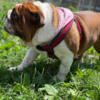 Rehoming English bulldog