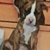 Pit Bull Puppies Ready To Go Now!