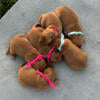 Golden Retriever Puppies