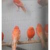 Red factor canaries