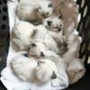 Taking deposits for Christmas and NewYear Ragdoll Kittens