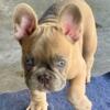 French Bulldog Puppies Lilac Merle