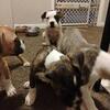 4 bullies 