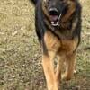 Wow what a handsome German shepherd male 