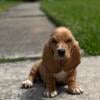 Puppies For Sale In Houston Texas