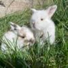 Pedigreed Holland Lop Rabbit Kits