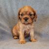 Ruby Red AKC Cavalier King Charles Spaniel Puppies