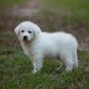 Biscuit, livestock guardian male pup, Great Pyrenees/ Anatolian Shepard breed, 10 wks old