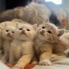 Maine Coon Mix Babies Ready for their furever homes!