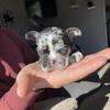 French Bulldog Puppy’s