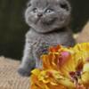 Beautiful Blue Male Scottish Fold Kitten.