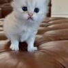Purebred British Shorthair Male Kittens 🐾