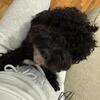 Minature Poodle