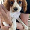 Female cavalier,  Coastalpawsandclaws.com