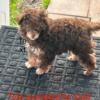 Akc tiny toy poodle stud