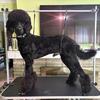 Poodle