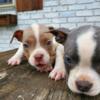 Puppies 8 weeks Pocket Bullies