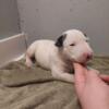 English Bull Terrier puppies