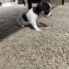 Chihuahua puppies