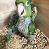 Cherry Head Conures