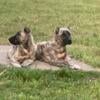 2 turkish Boz shepherd males 5 and half months