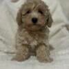 Toy Poodle (males) Litter