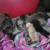 Three French Bulldog Pups Available