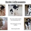 Playful Border Colie Puppies