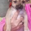 chihuahua/pug mix puppies