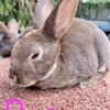 Mini Rex rabbits