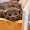 Russian Blue Kittens