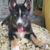 Black German Shepherd/Husky/ Gerberian Shepsky Designer Puppies