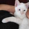 flame point Siamese kitten ready now