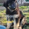 AKC  GERMAN SHEPHERD PUPPIES