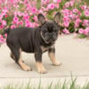 AKC female frenchie puppies in Indiana