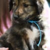 Brindle Male Gollie (Golden Retriever, Collie) - Ready October 6