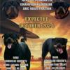 AKC Rottweiler Puppies*Health Guarantee