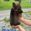 AKC Registered German Shepherd Puppies 