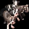 Boston pups