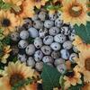 Quail Eggs for Crafts or Incubating or Fresh