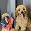 Cavapoo puppies for sale