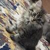 2 Maine Coons Siblings