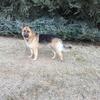 3yo Male German Shepherd needs a new home